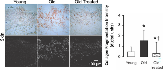 Aging Unveiled: CHPs Reveal Widespread Tissue Damage and Reversible Collagen Breakdown in Aged Mice