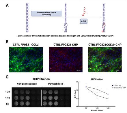 Unveiling Collagen Organization: The role of CHPs in understanding COL6-Related Dystrophies