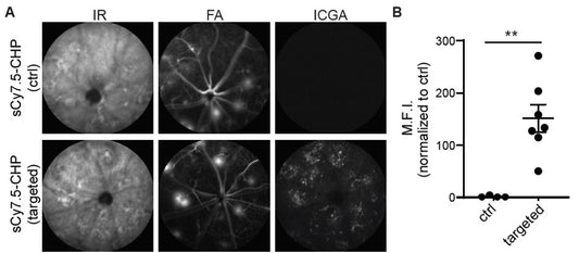 Revolutionizing AMD Research with CHPs: In Vivo Detection of Subretinal Fibrosis with Collagen Hybridizing Peptides