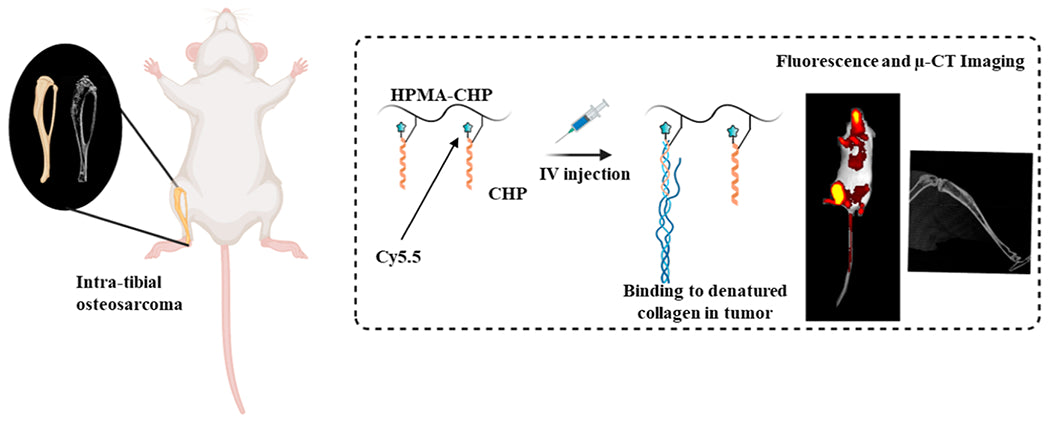 Collagen Hybridizing Peptides Conjugated to Water-Soluble Copolymers for Targeting Intratibial Osteosarcoma