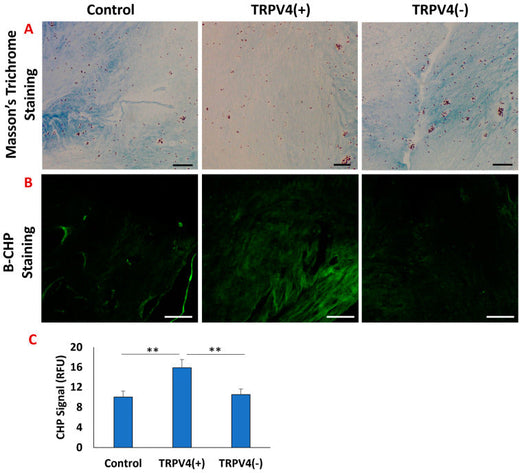 How can CHPs Improve Our Understanding of Inflammation?