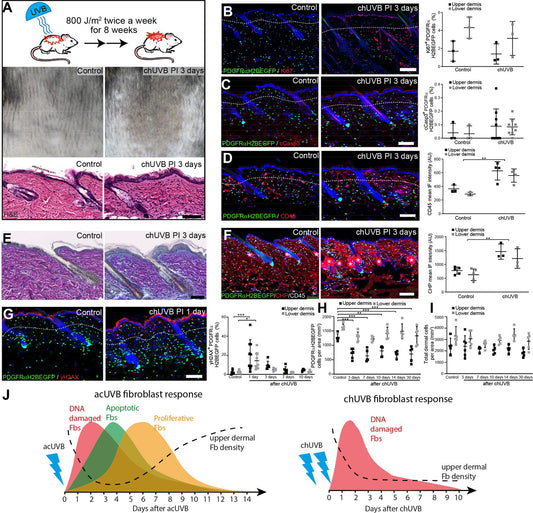 Understanding Collagen Hybridizing Peptides in Assessing Dermal Damage and Repair After UV Exposure