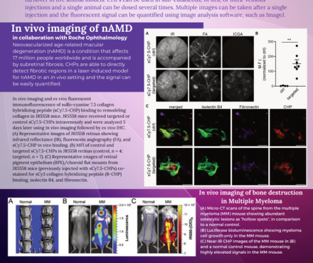 Download User Guide And Staining Protocol Collagen Hybridizing Peptide ...