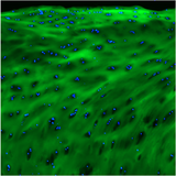 FCHP Histology Stain